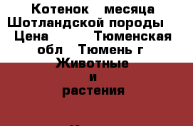 Котенок 3 месяца Шотландской породы  › Цена ­ 500 - Тюменская обл., Тюмень г. Животные и растения » Кошки   
